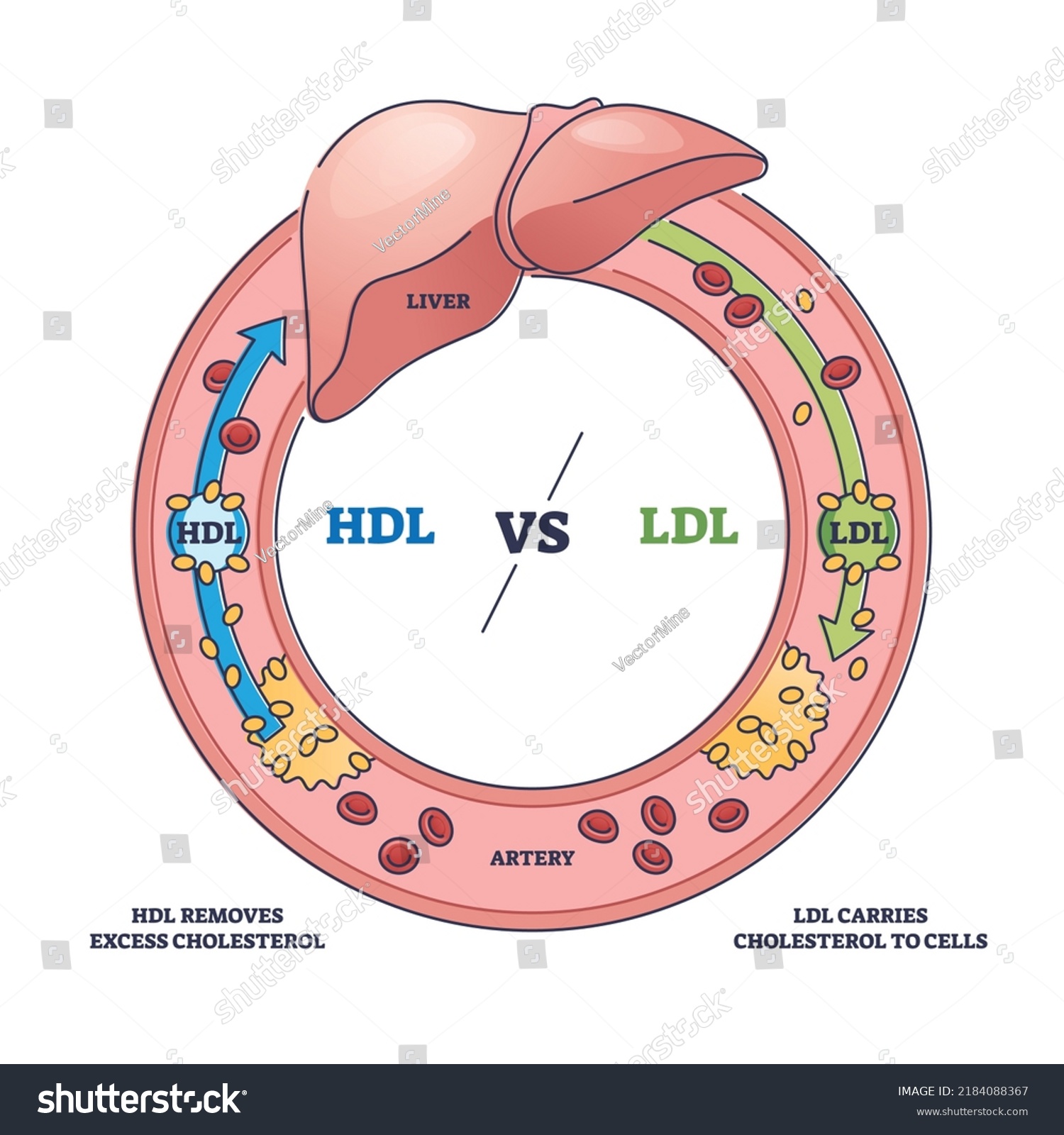 Good Hdl Bad Ldl Cholesterol Movement Stock Vector (Royalty Free ...