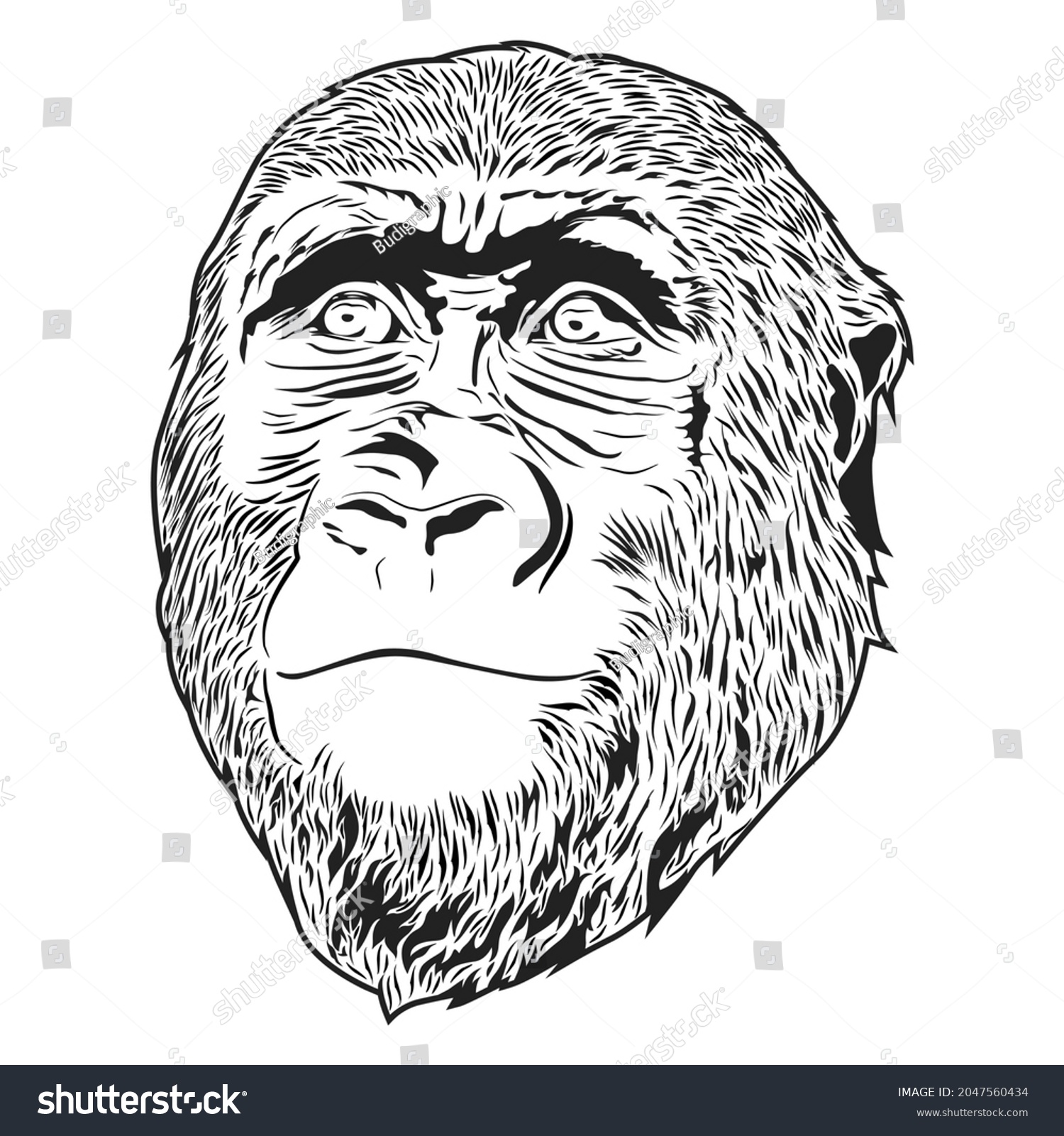 Gorilla Head Isolated On White Background Stock Vector (Royalty Free ...