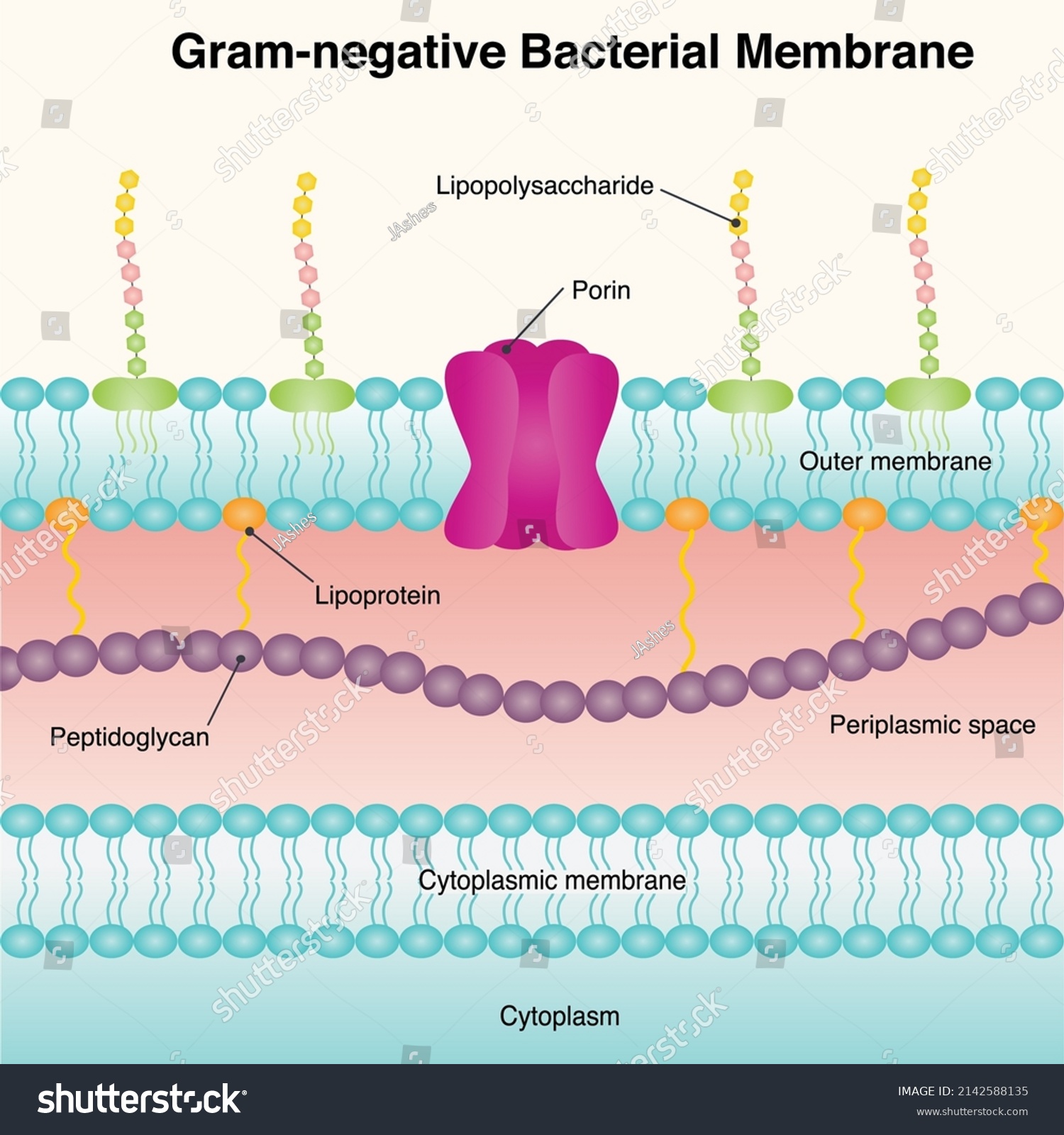 Gramnegative Bacterial Membrane Diagram Slide Stock Vector (Royalty ...