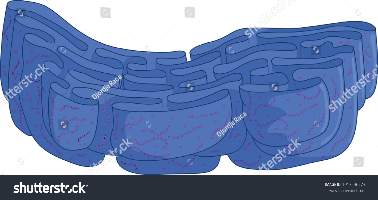 Granular Granulated Endoplasmic Reticulum Ribosomes Polyribosomes Stock ...