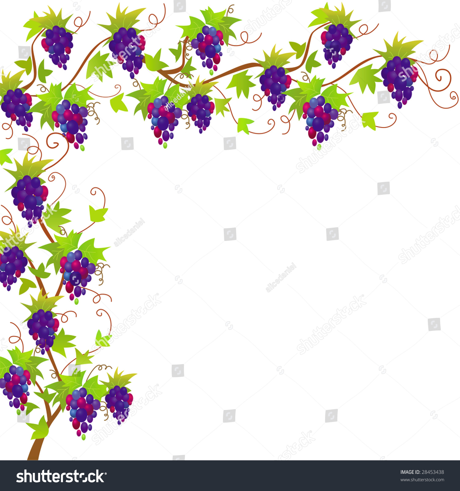 Grapevine Vector Border - 28453438 : Shutterstock