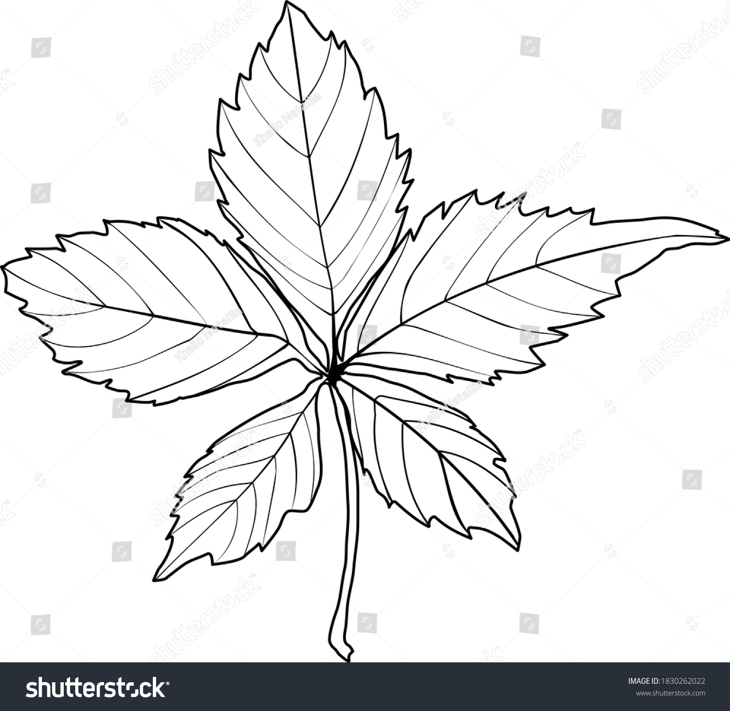 recommend clip art: graphic illustration of a maiden grape leaf in black and white