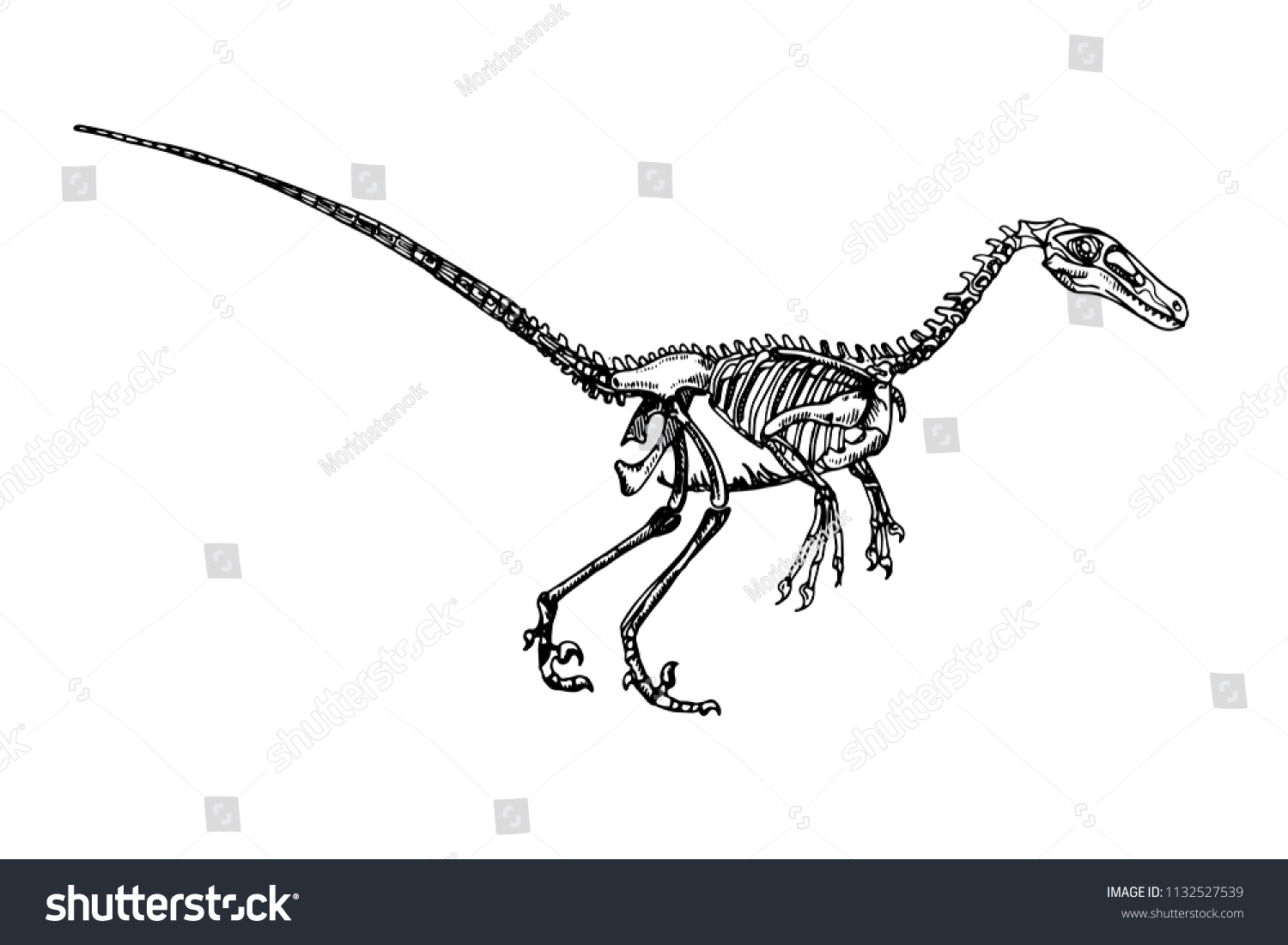 Graphic Illustration Velociraptordinosaur Skeleton Sketch Stock Vector ...