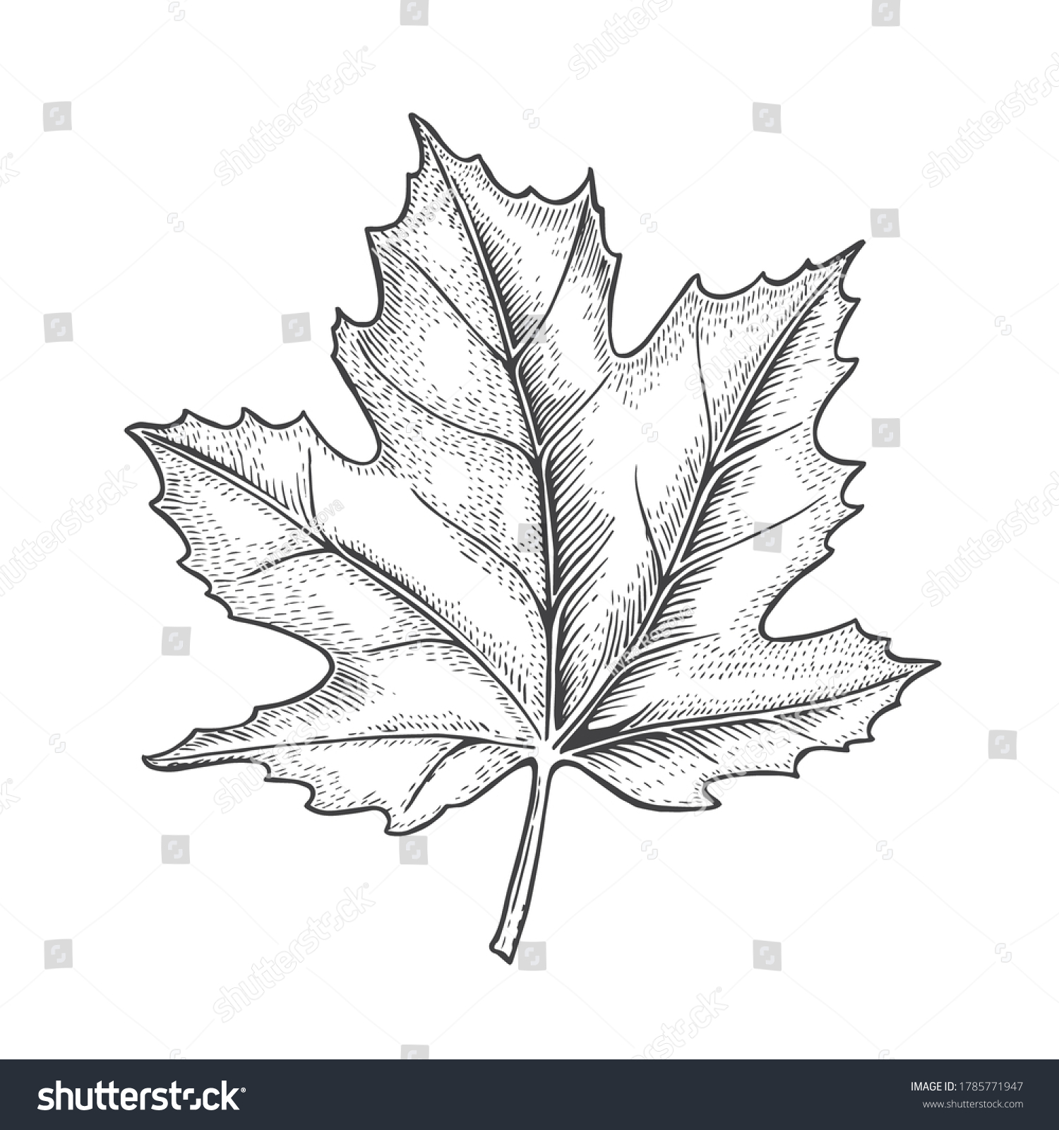 Graphic Maple Leave Line Art Vector Stock Vector (royalty Free 