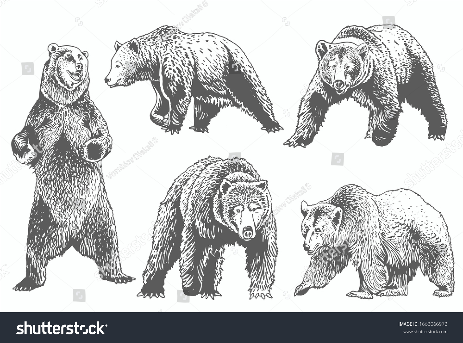 6,038 Grizzly bear sketch Images, Stock Photos & Vectors | Shutterstock