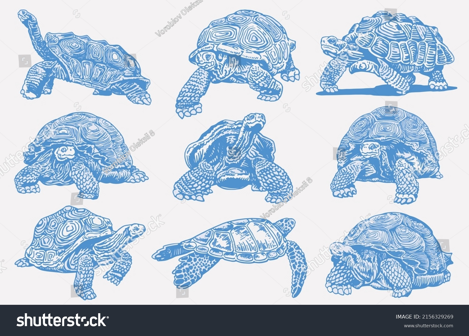 Graphical Set Blue Color Tortoises Isolated Stock Vector (Royalty Free ...