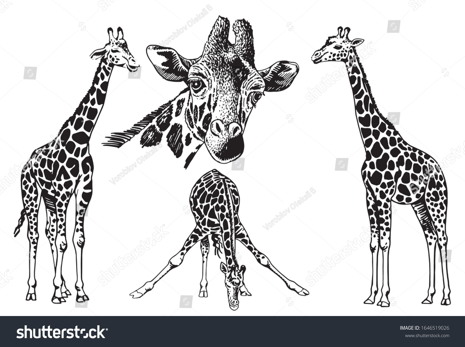 Graphical Set Giraffes Isolated On White Stock Vector Royalty Free 1646519026 Shutterstock 0564