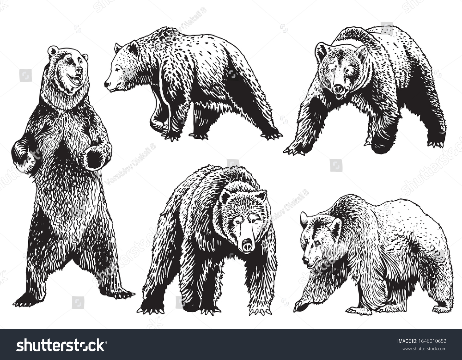 Graphical Set Grizzly Bears Isolated On Stock Vector (Royalty Free ...