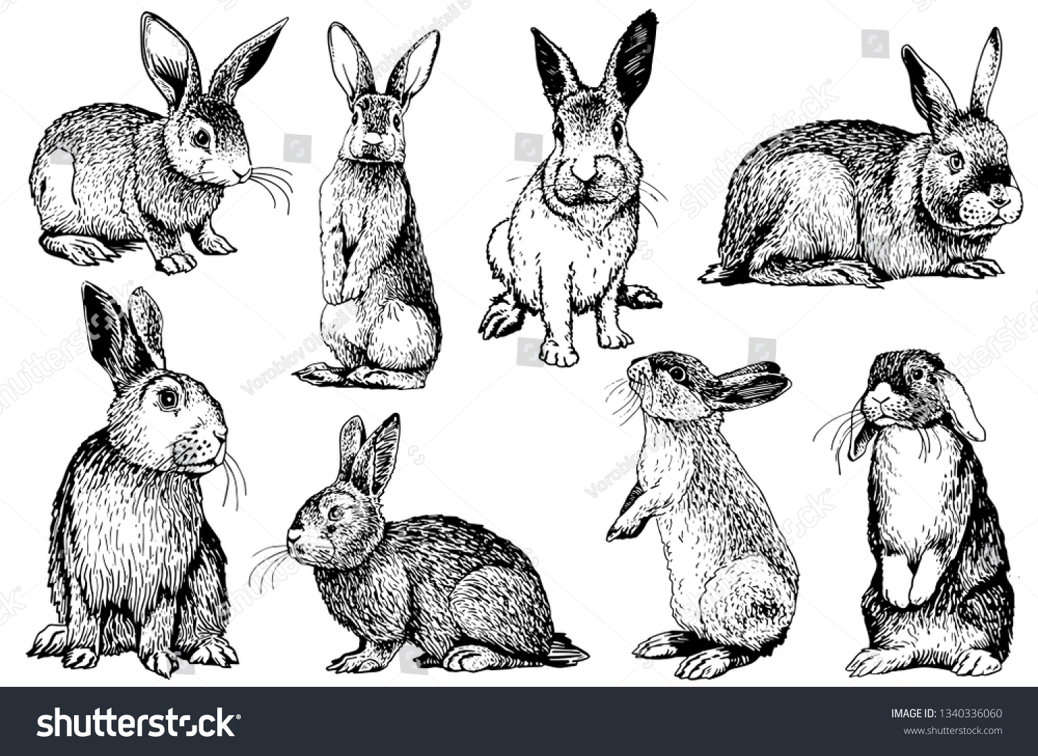 185,327 White rabbit Stock Vectors, Images & Vector Art | Shutterstock