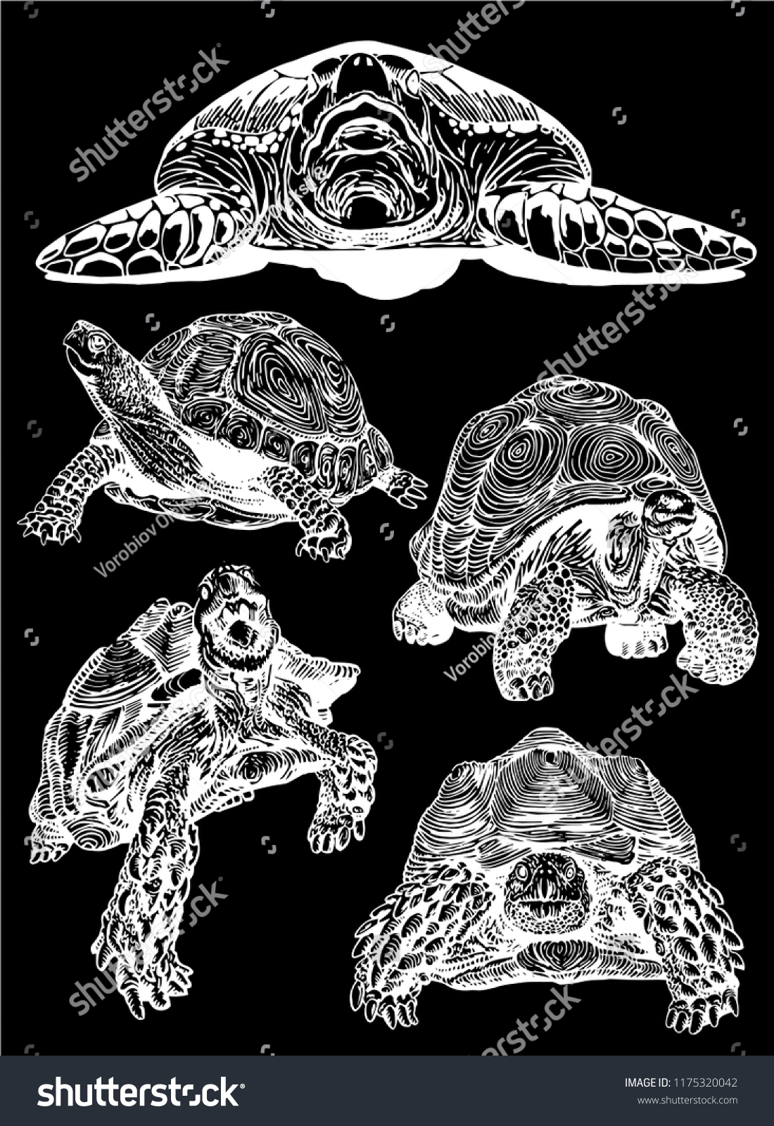 Graphical Set Tortoises Isolated On Black Stock Vector (Royalty Free ...