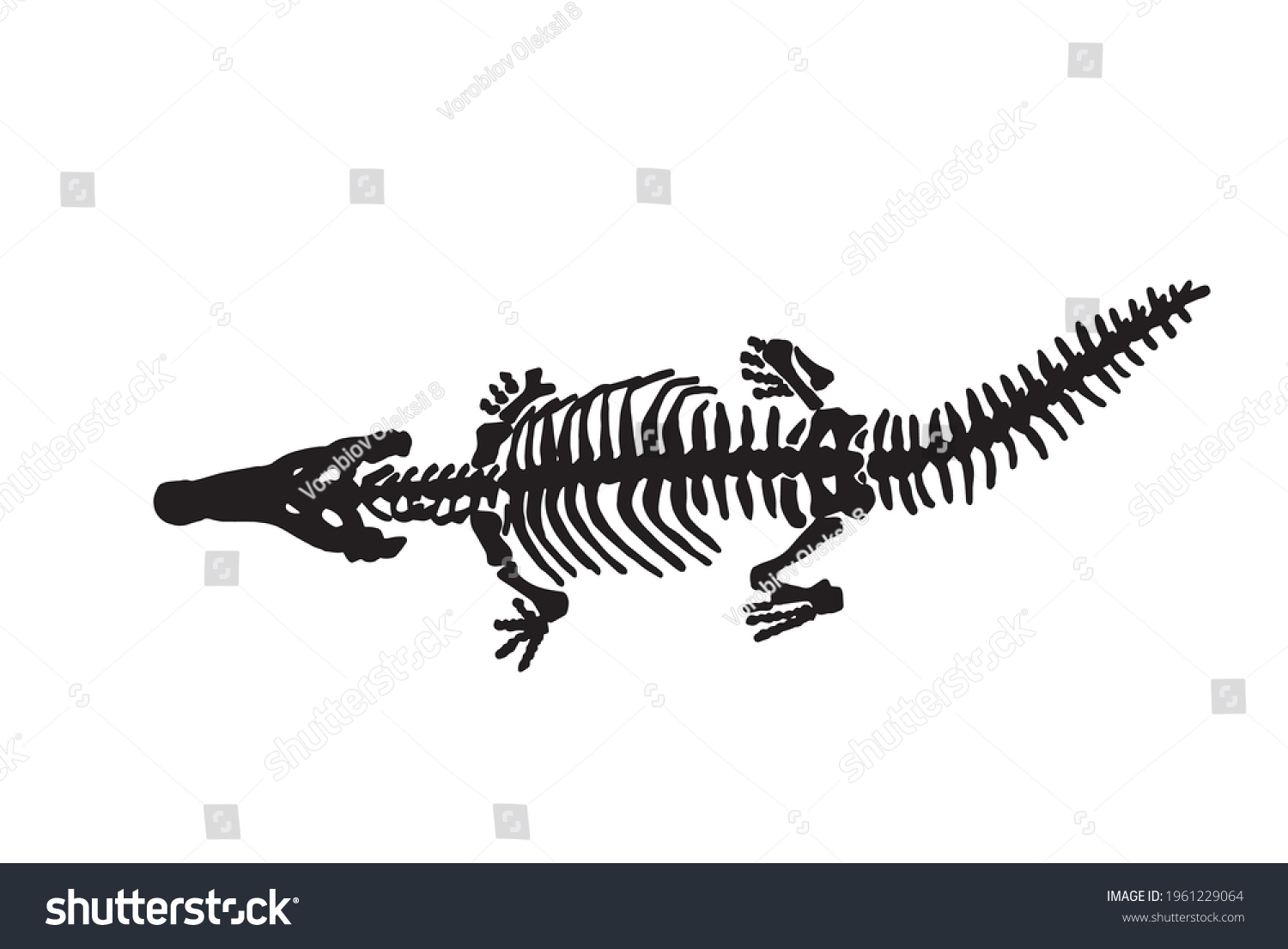 Graphical Silhouette Crocodile Skeleton On Whitefossils Stock Vector ...