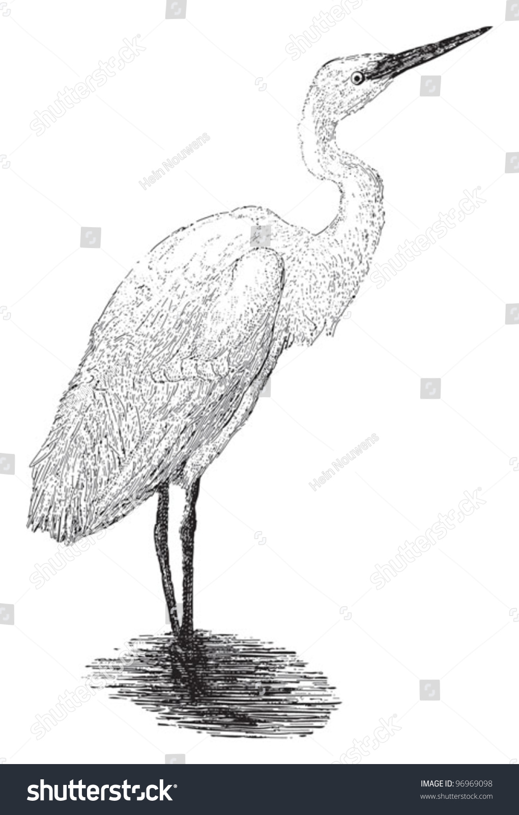 Great Egret (Ardea Alba) / Vintage Illustration From Meyers ...