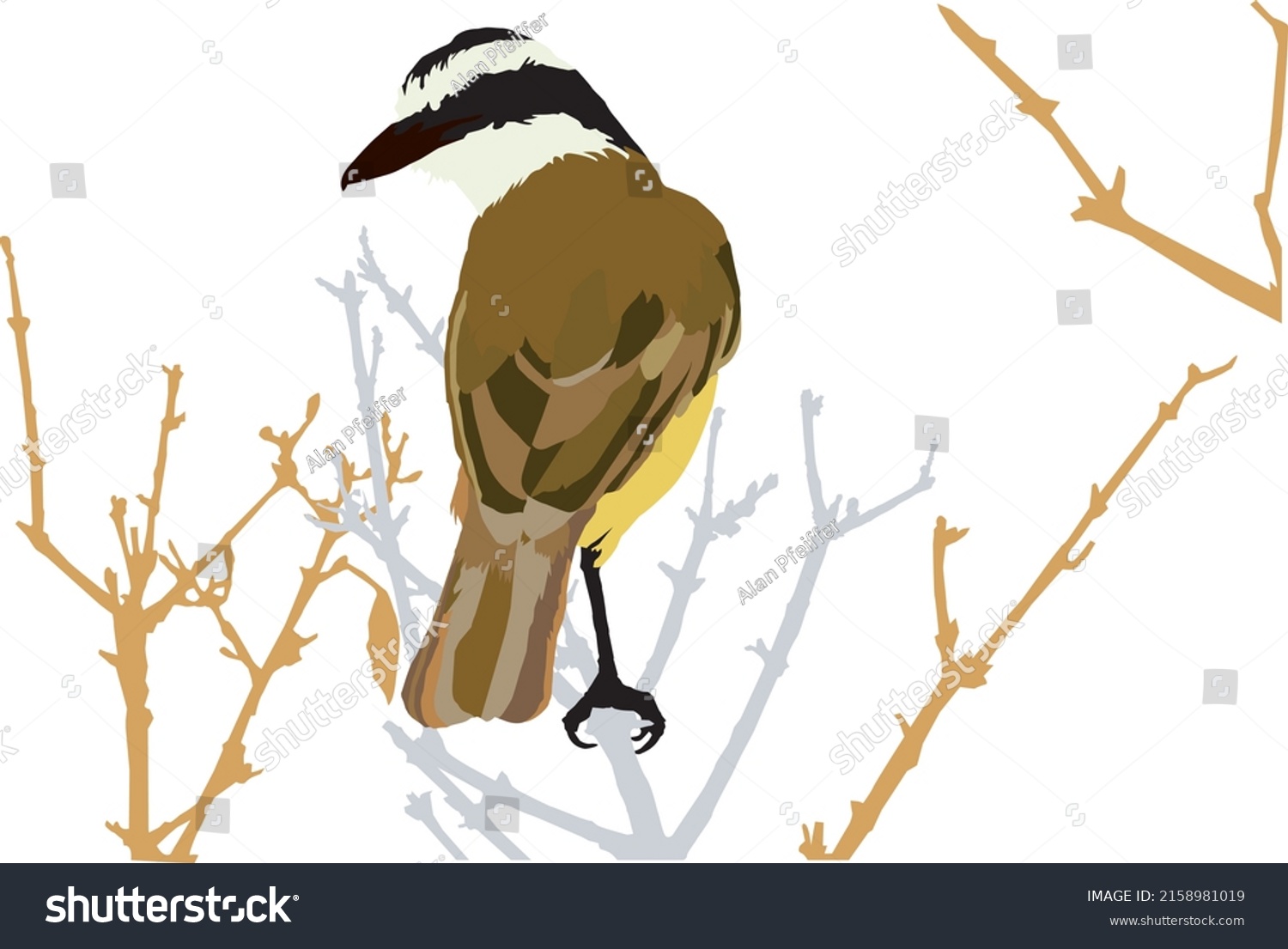 Great Kiskadee Bird Vector Illustration Stock Vector Royalty Free