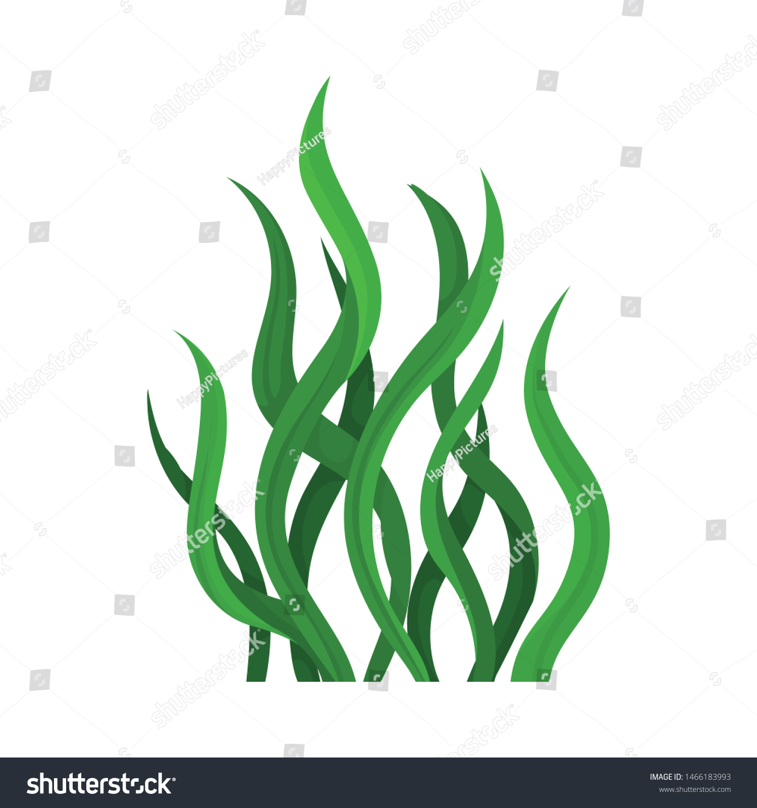 Green Algae Vector Illustration On White Stock Vector (Royalty Free ...