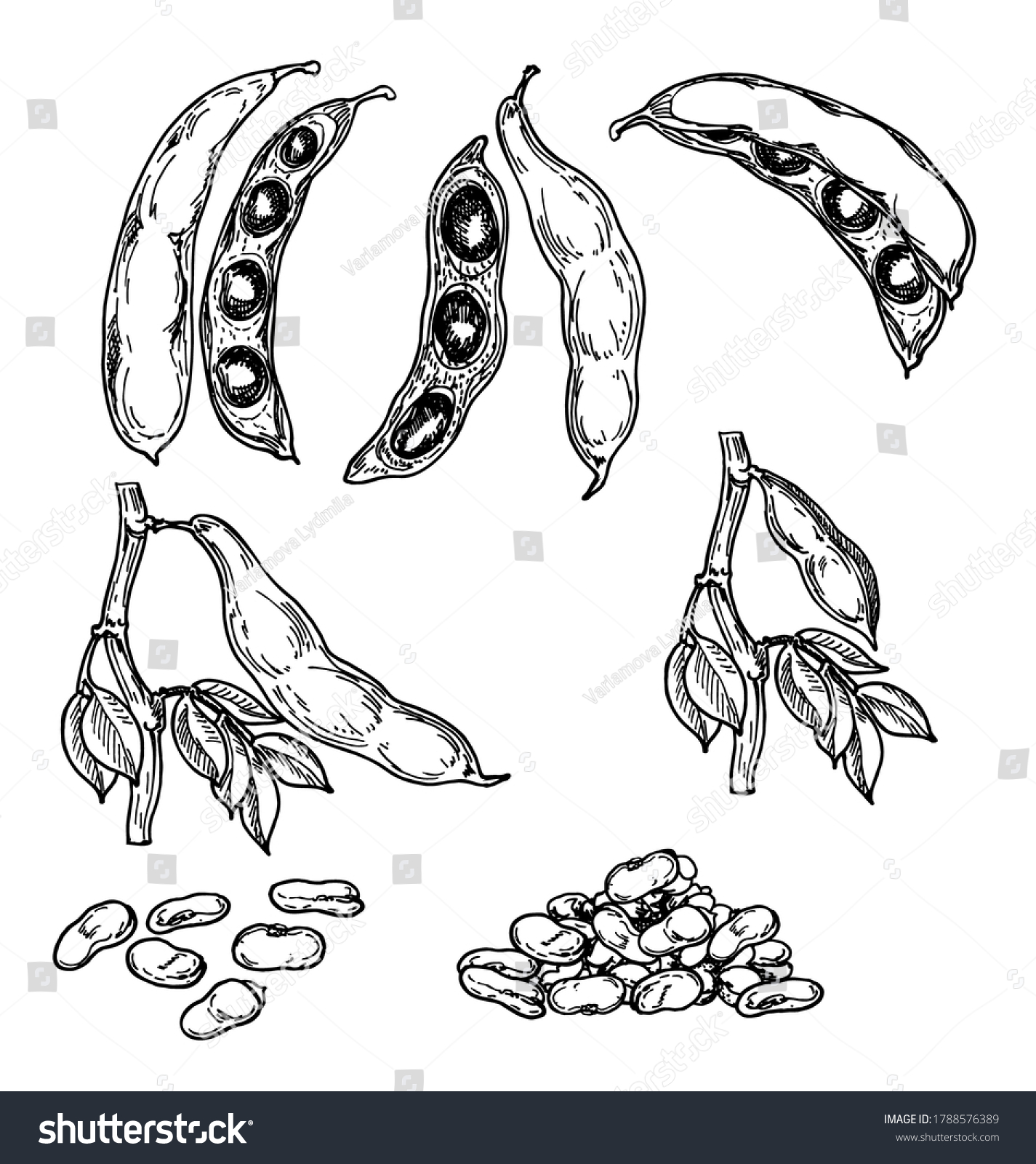 Green Beans White Bean Beans Sketch Stock Vector (Royalty Free ...