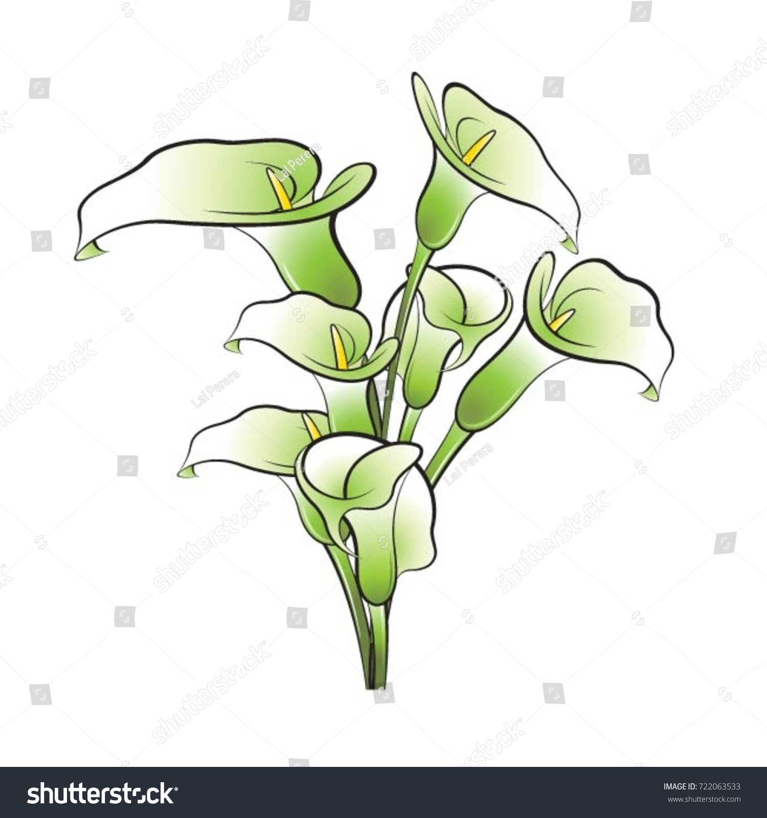Green Black Calla Lily Flowervector Drawing Stock Vector (Royalty Free ...