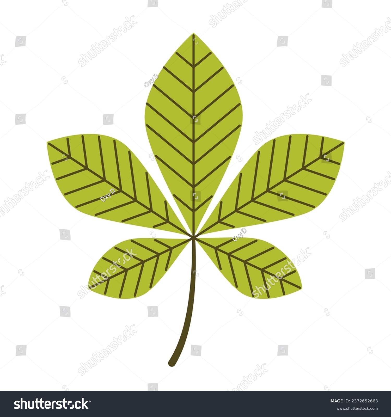 green leaf with brown veins on white clip art preview