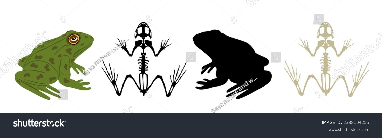 SVG of Green frog skeleton vector silhouette illustration isolated on white background. Animals anatomy. Zoology, anatomy of amphibian. Education frog body parts, toad skeleton structure. svg