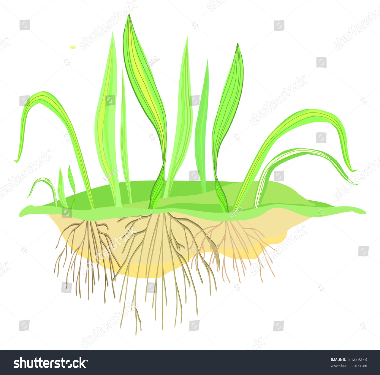 Green Grass Roots Vector Stock Vector (Royalty Free) 84239278