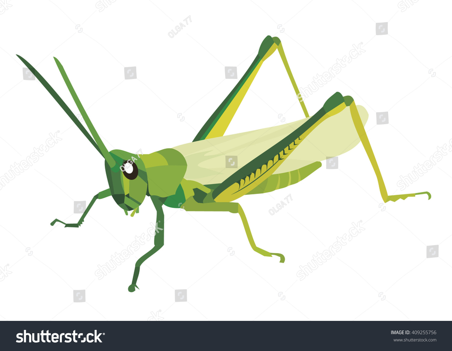 Green Grasshopper On White Background Vector Stock Vector (Royalty Free ...