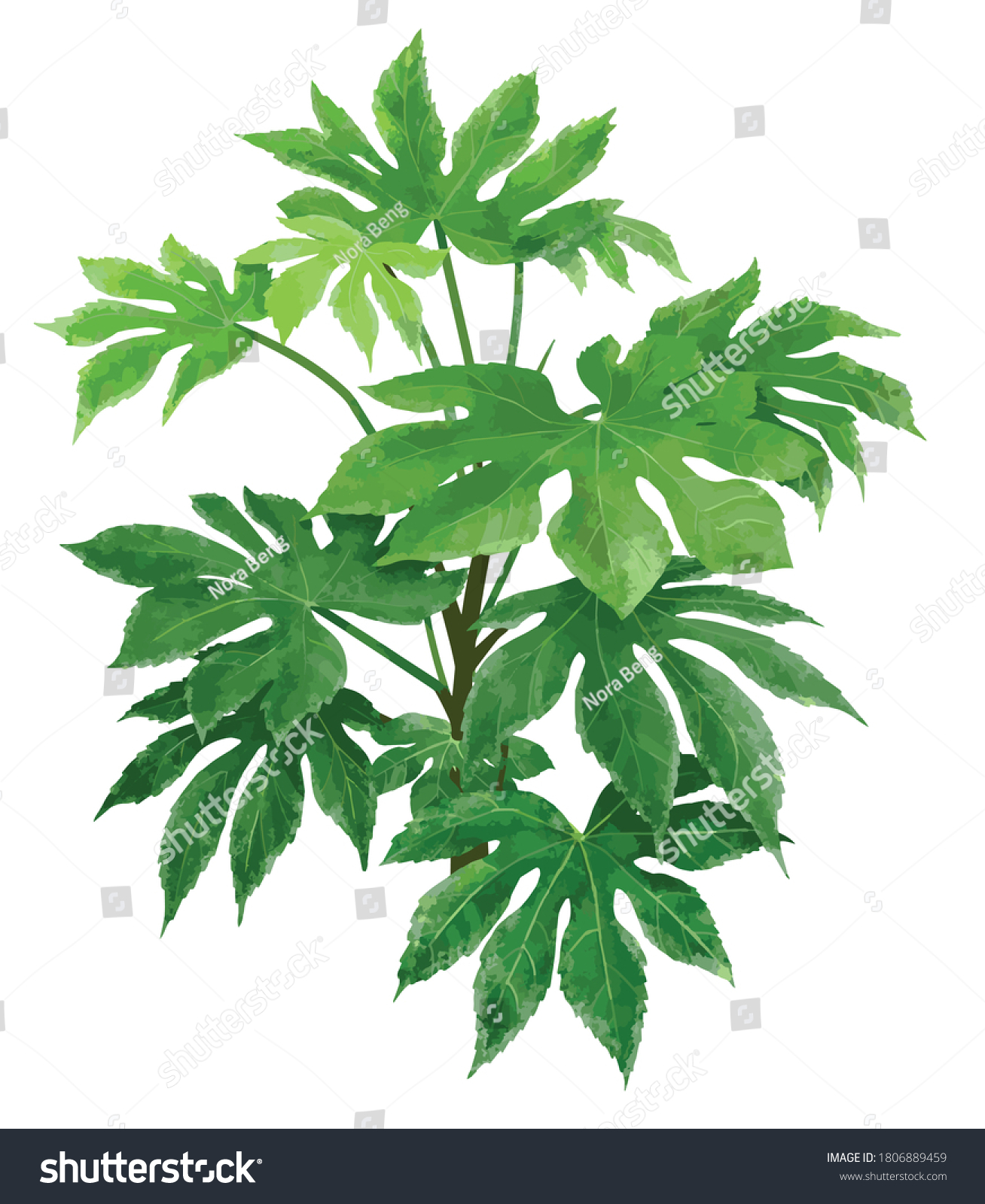 694 Imágenes De Fatsia Japonica Imágenes Fotos Y Vectores De Stock Shutterstock 7756