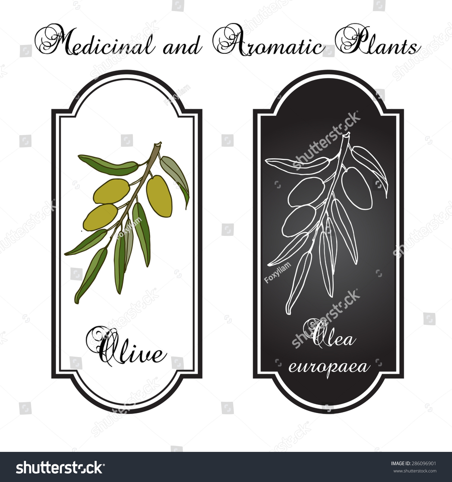 Green Olive Branch Vector Illustration Stock Vector (Royalty Free ...