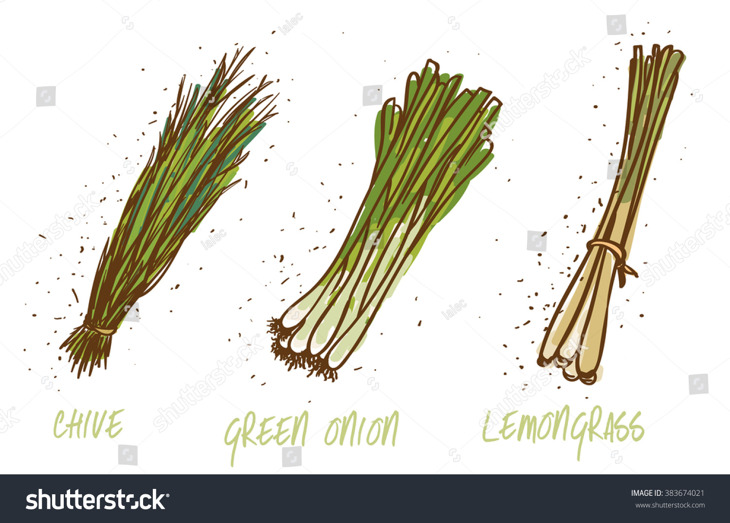 Green Onions Chive Lemongrass On White Stock Vector Royalty Free 383674021,White Asparagus Growing