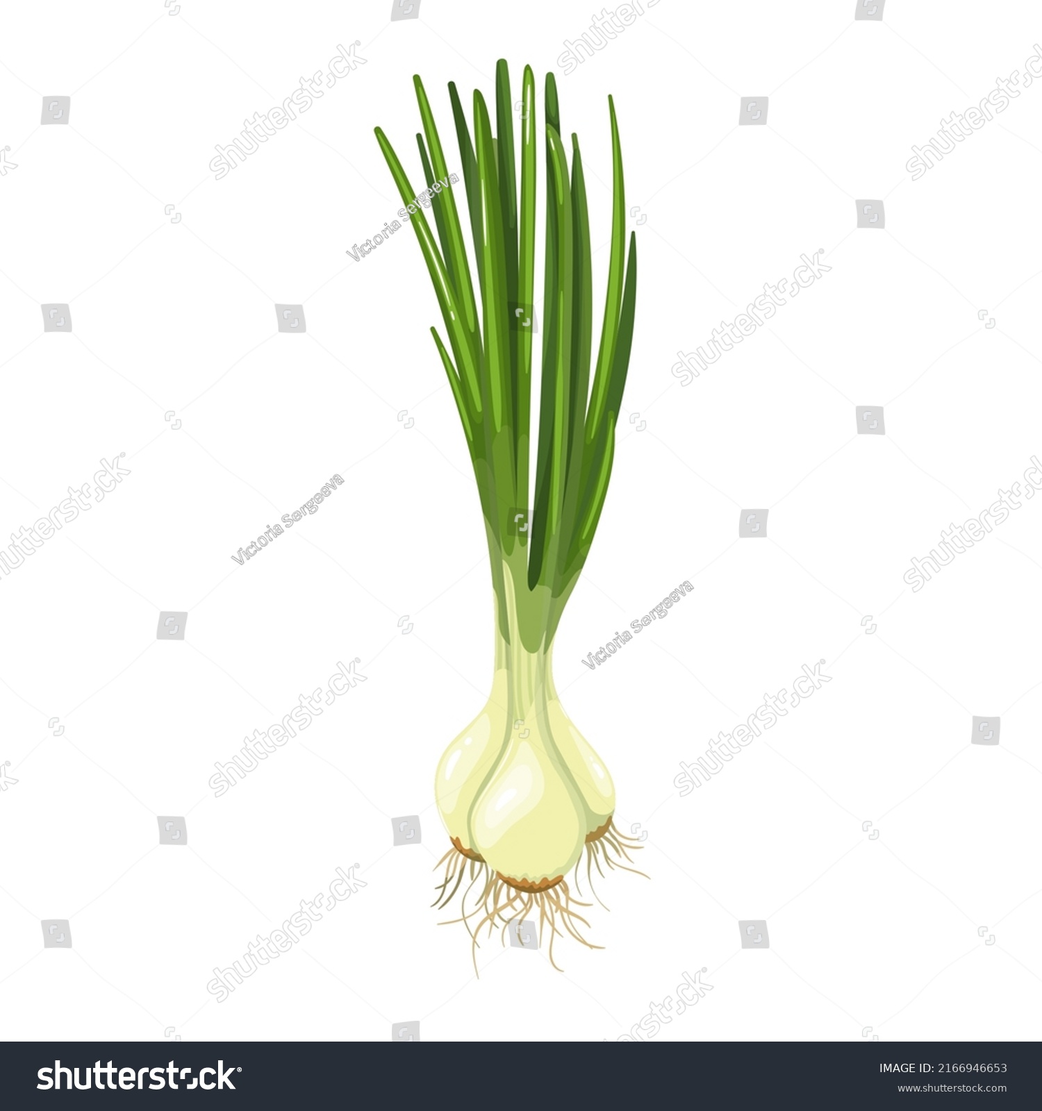 SVG of Green spring onions, chives isolated. Vector illustration of green onion. svg