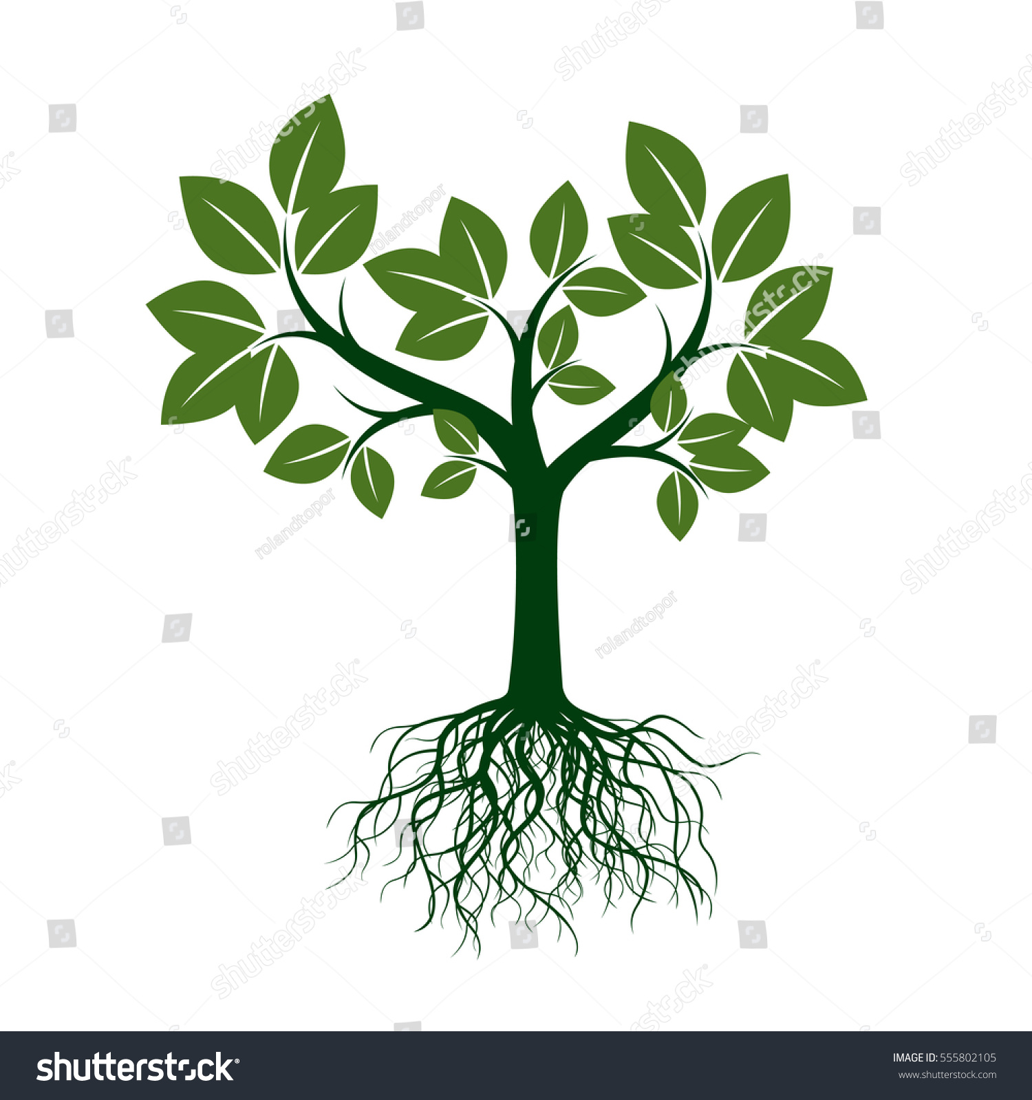 Green Tree Roots Vector Illustration Stock Vector 555802105 - Shutterstock