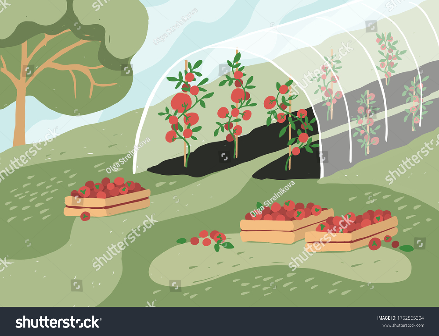 SVG of Greenhouse with tomato plants. Garden landscape. Harvest season. Wooden boxes with tomatoes on grass. Growing vegetables in agriculture. Gardening, horticulture, cultivated land vector illustration. svg