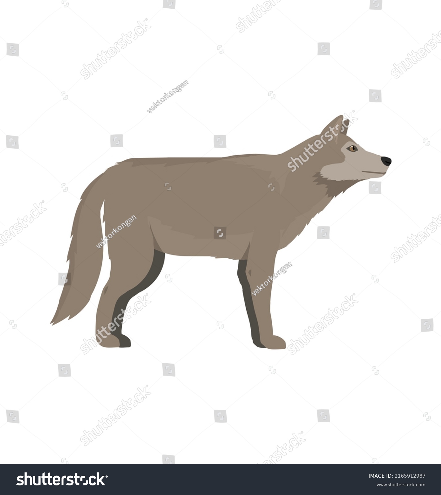 Grey Wolf Seen Side View Flat Stock Vector (Royalty Free) 2165912987 ...