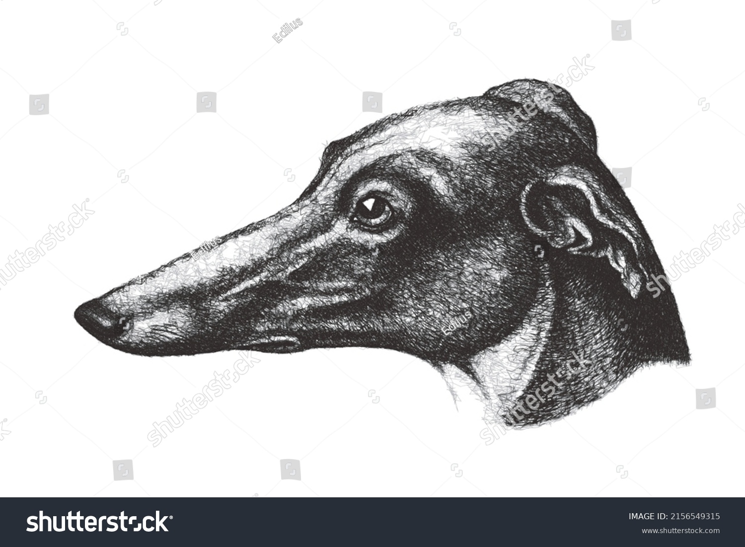 Greyhound Portrait Doodle Sketch Vintage Vector Stock Vector Royalty