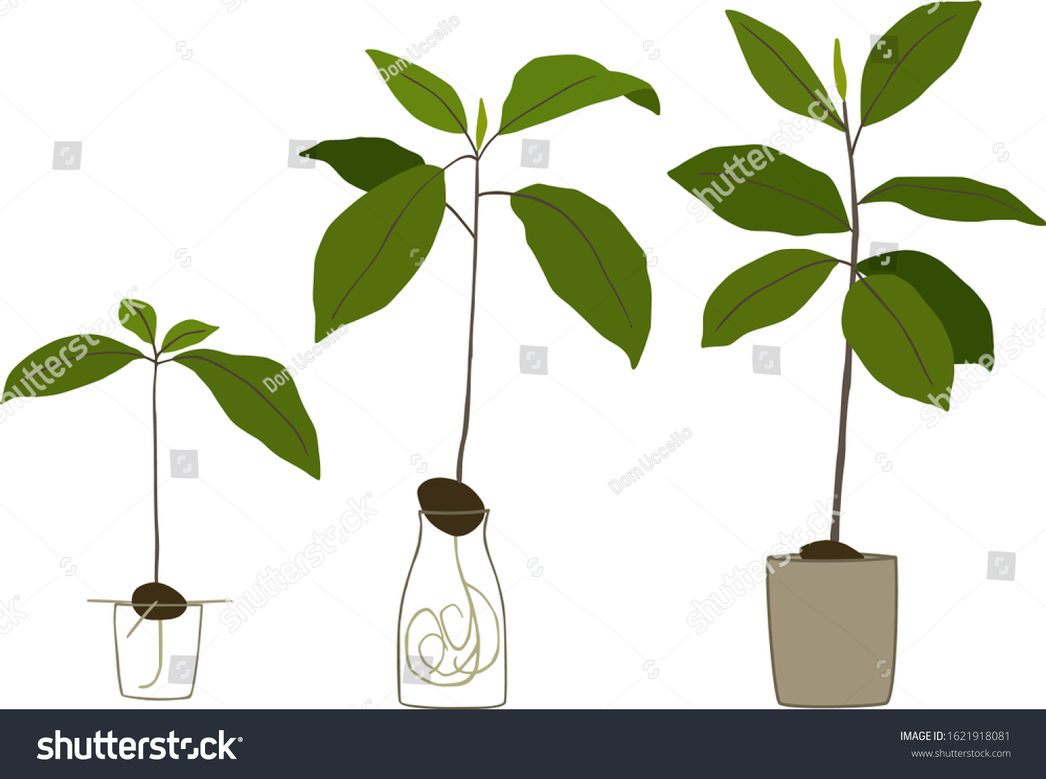 Growing Avocado Tree Vector Illustration vector de stock (libre de