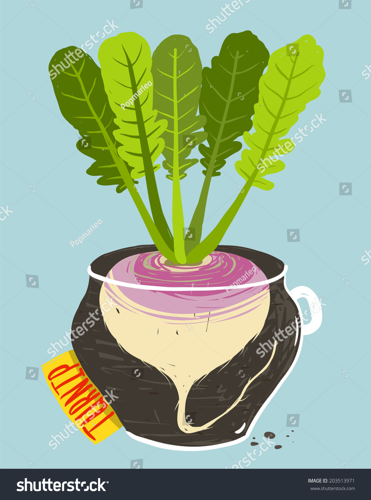 Growing Turnip With Green Leafy Top In Container. Root Vegetable ...