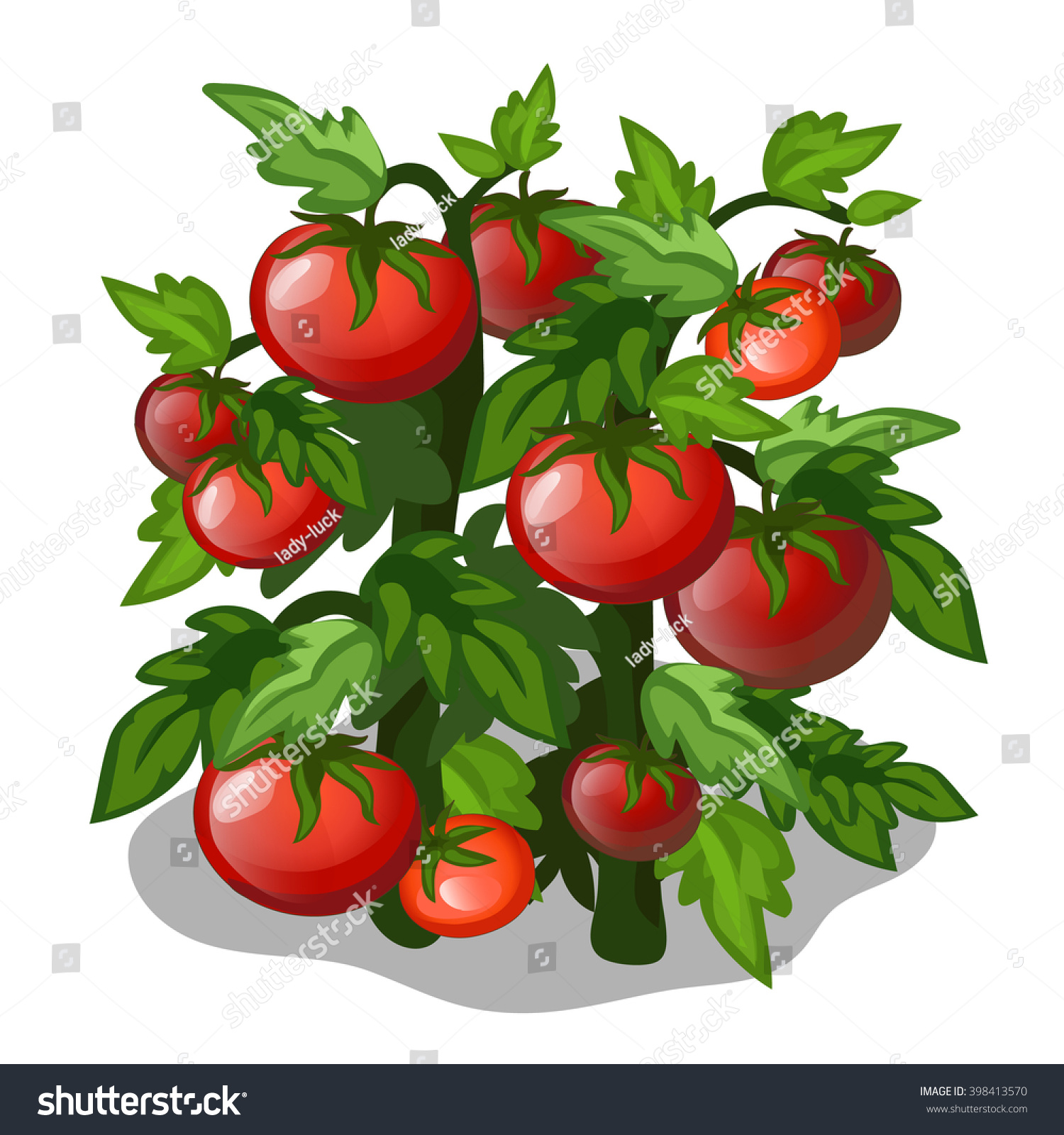 Growth Ripening Tomato Plants Isolated On Stock Vector (Royalty Free ...