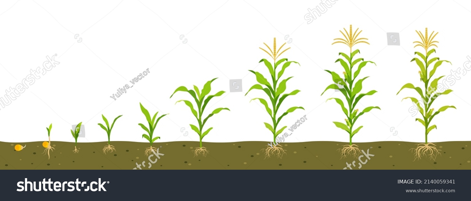 1,047 Corn growth stages Images, Stock Photos & Vectors | Shutterstock