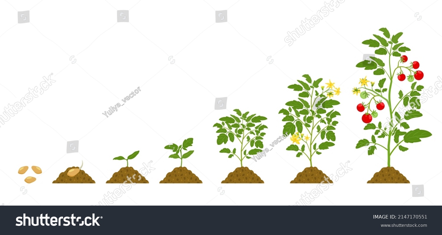 Growth Cycle Tomatoes Soil On White Stock Vector (Royalty Free ...