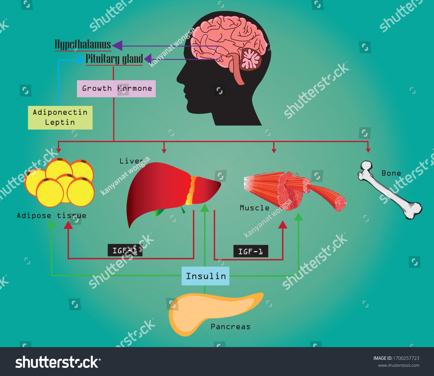 vektor-stok-growth-hormone-somatotropin-major-participant-control