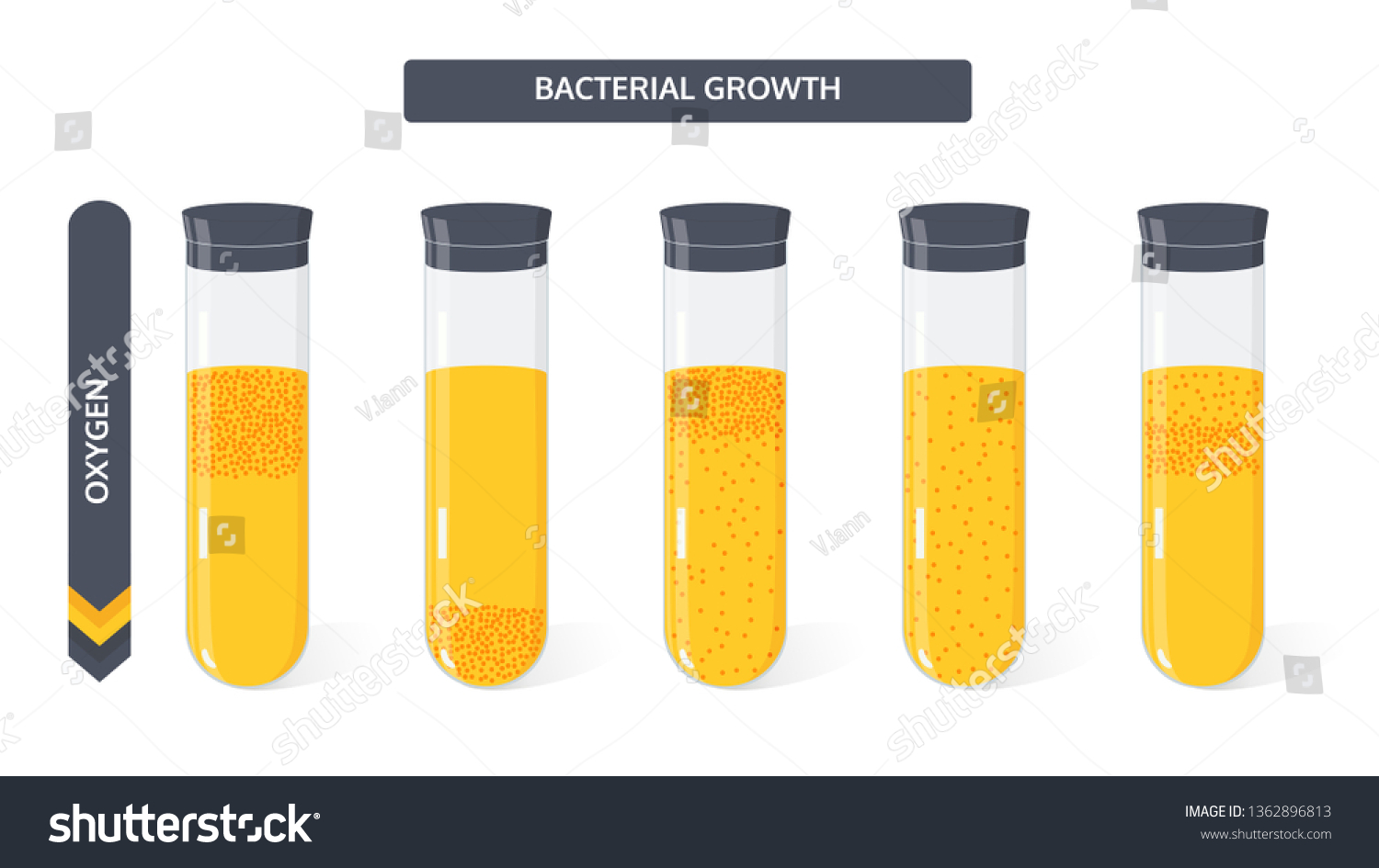 growth-bacteria-colony-culture-medium-glass-stock-vector-royalty-free