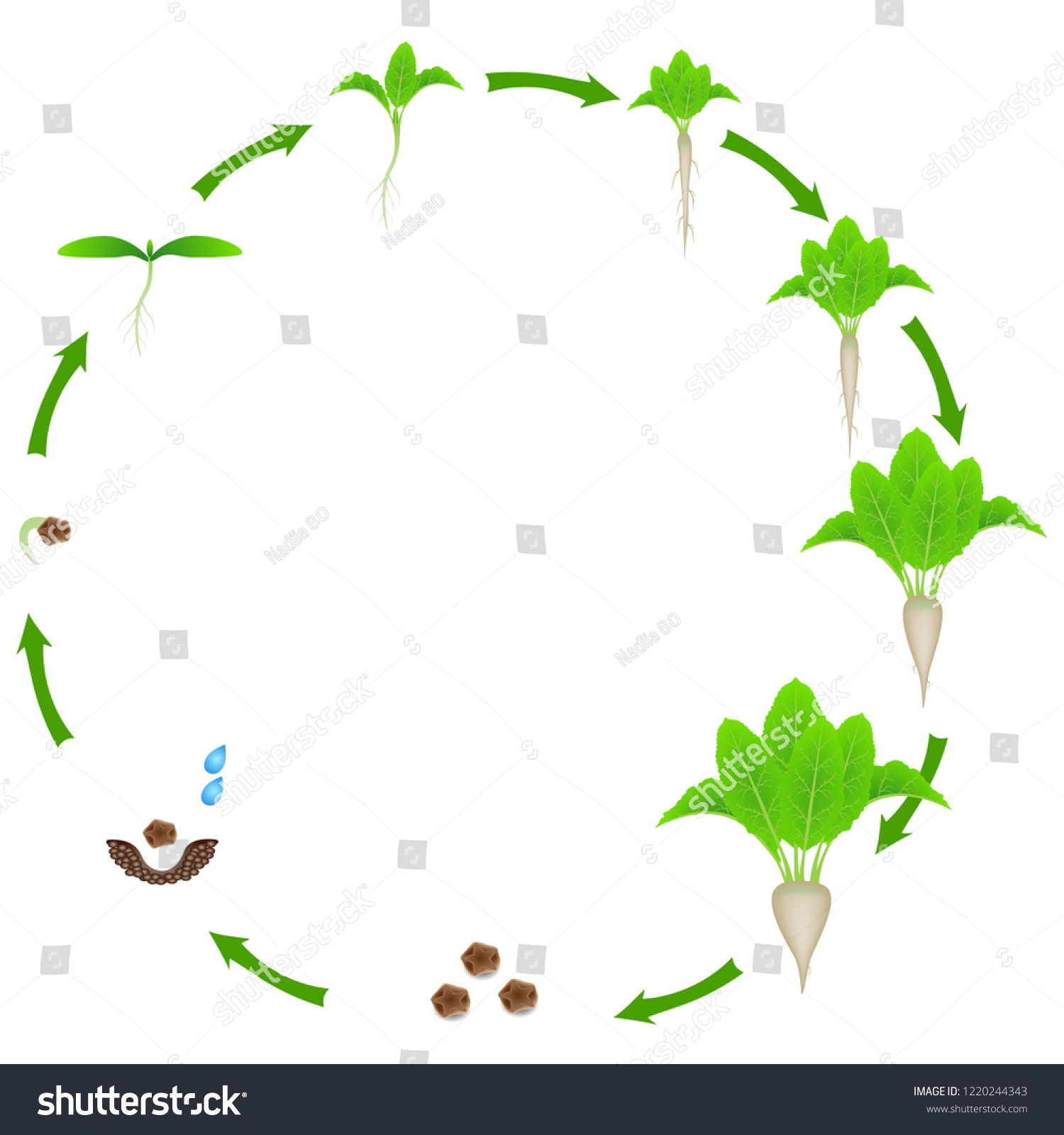 Growth Stage Beet Isolated On White Stock Vector (Royalty Free ...