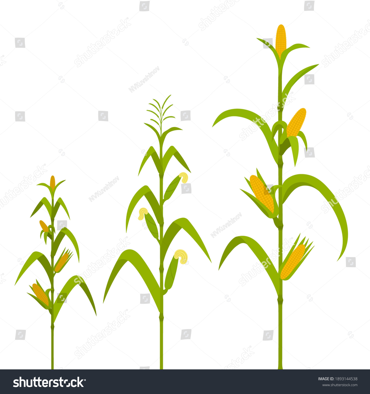 4-659-585-plant-grow-images-stock-photos-vectors-shutterstock