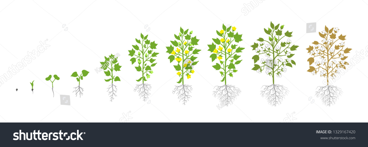 645 Cotton growing drawings Images, Stock Photos & Vectors | Shutterstock