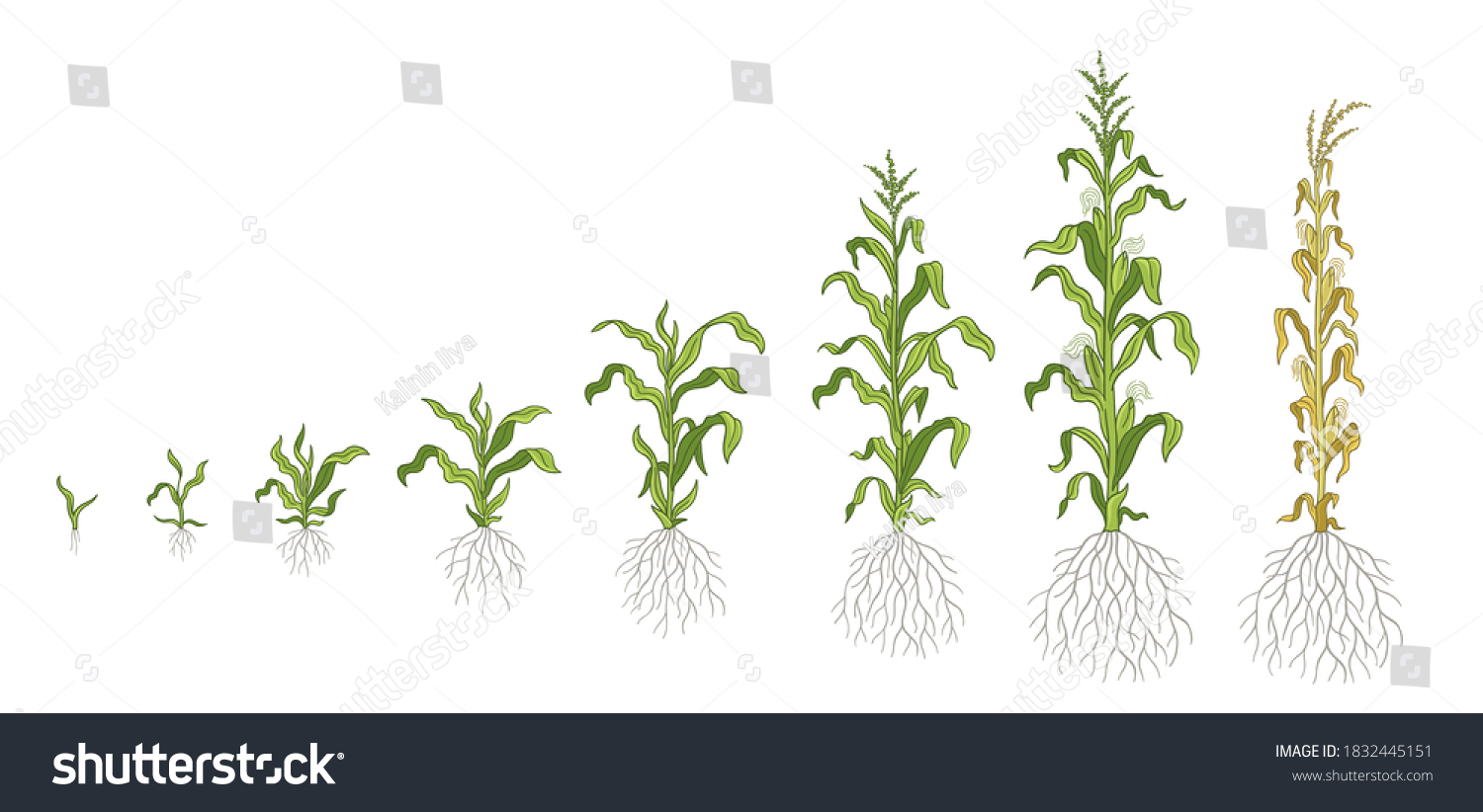 Agriculture Growth Stages Of Maize Biology Stack Exchange