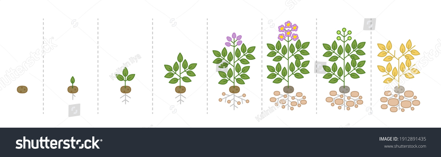 Growth Stages Potato Plant Growing Period Stock Vector (royalty Free 