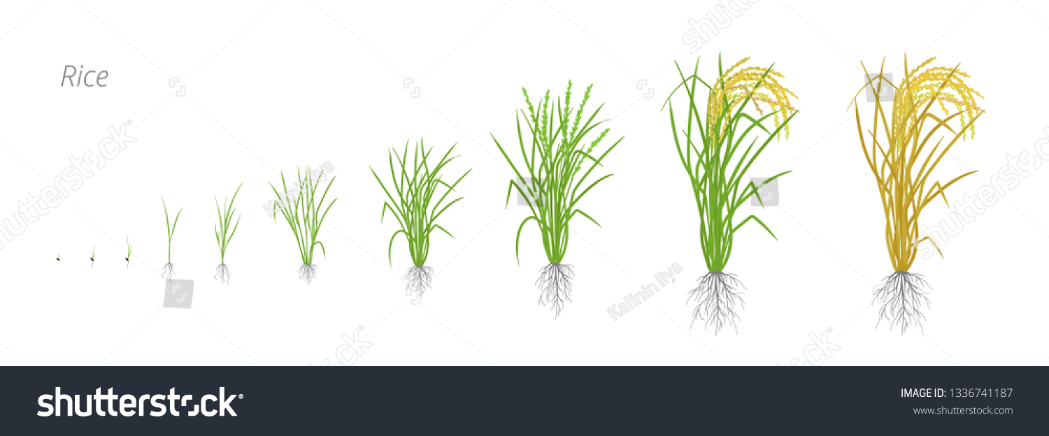 稲の成長段階 ライフサイクル 米が増える オリザ サティヴァ 熟成期間 ベクターイラスト のベクター画像素材 ロイヤリティフリー