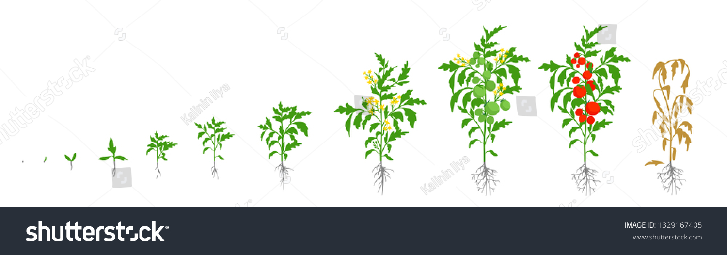 1,501 Tomato growth stages Images, Stock Photos & Vectors | Shutterstock