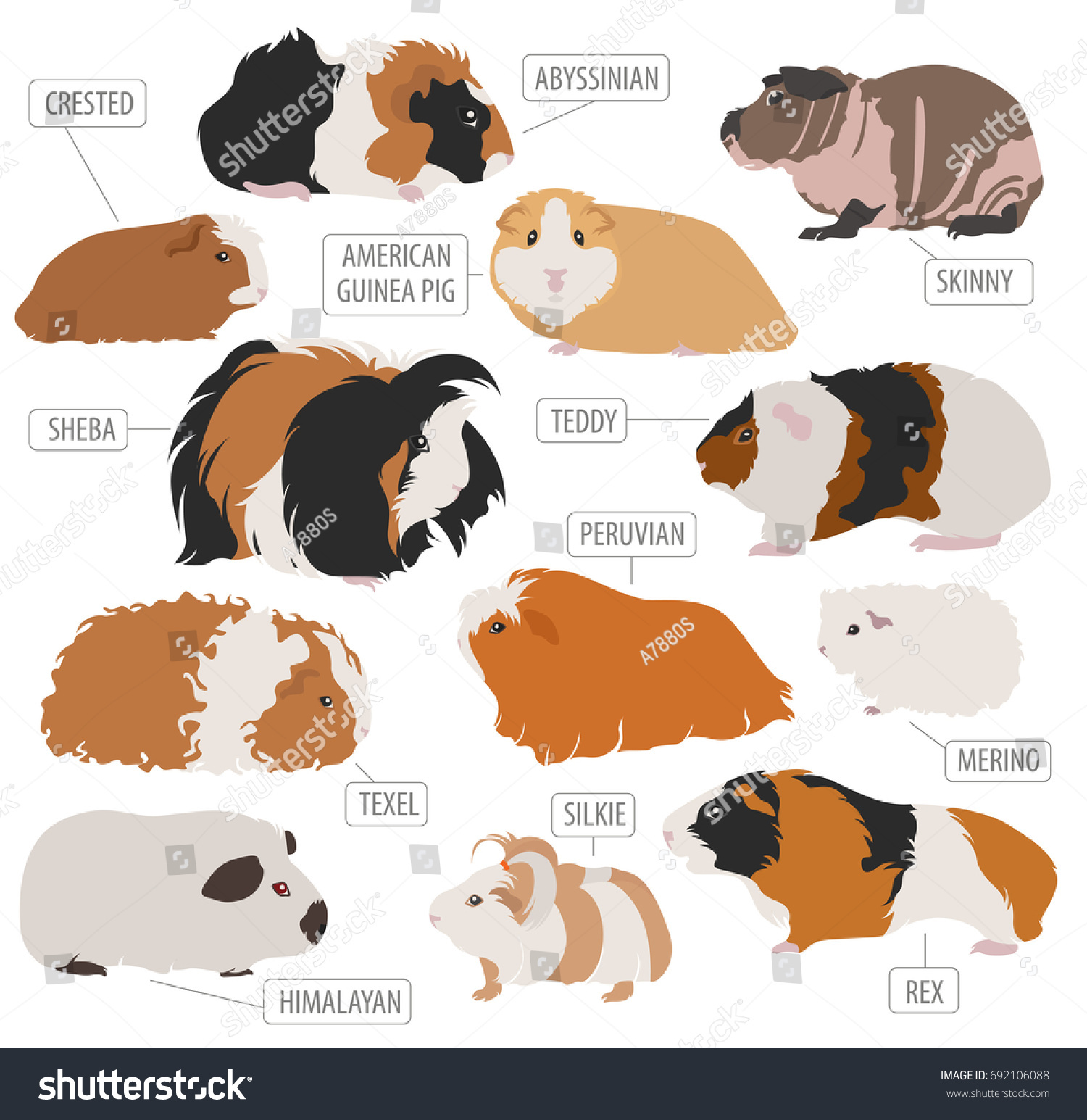 Guinea Pig Breeds Icon Set Flat Stock Vector (Royalty Free) 692106088 ...