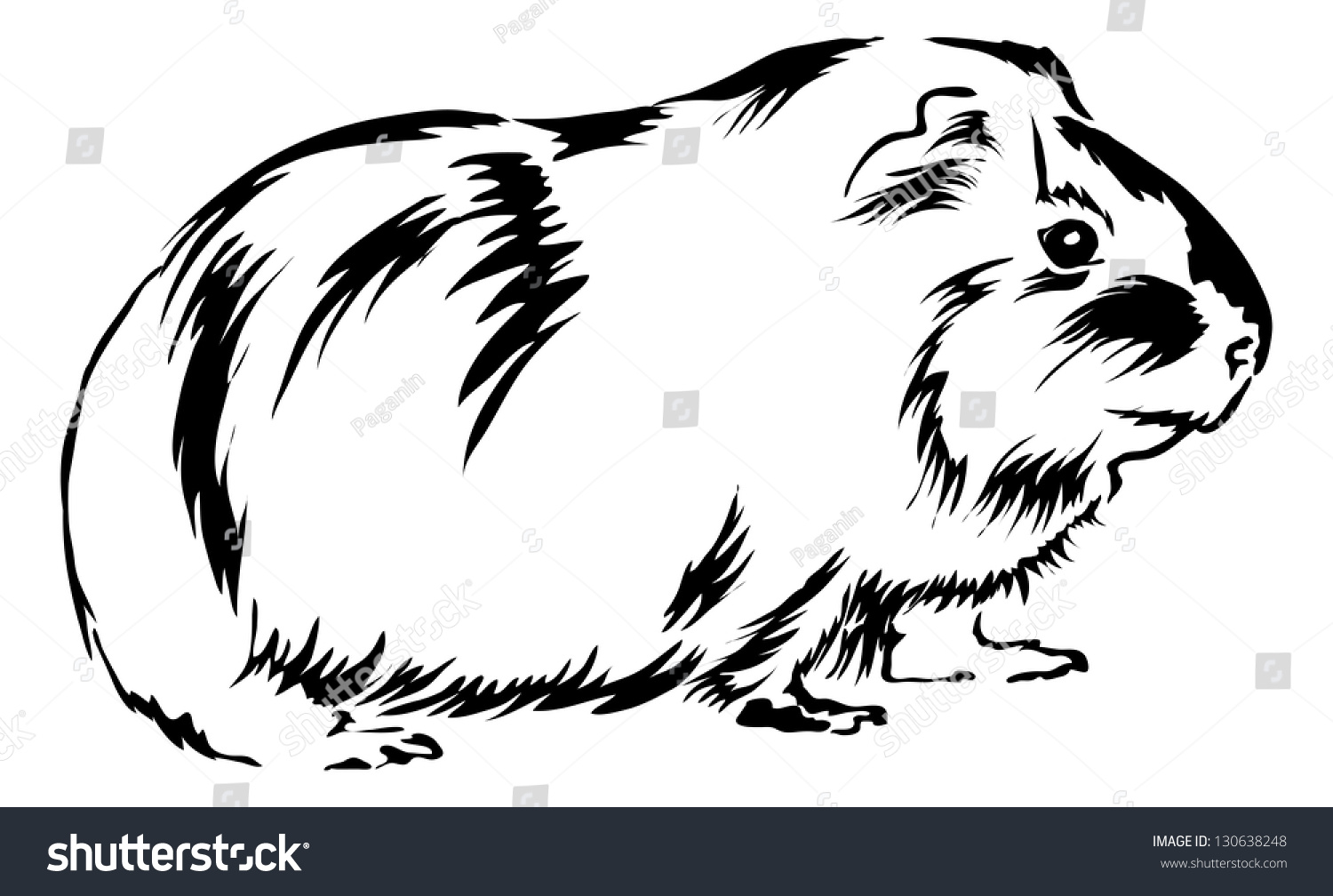 Guinea Pig Sitting On Bottom Looking Stock Vector (Royalty Free) 130638248