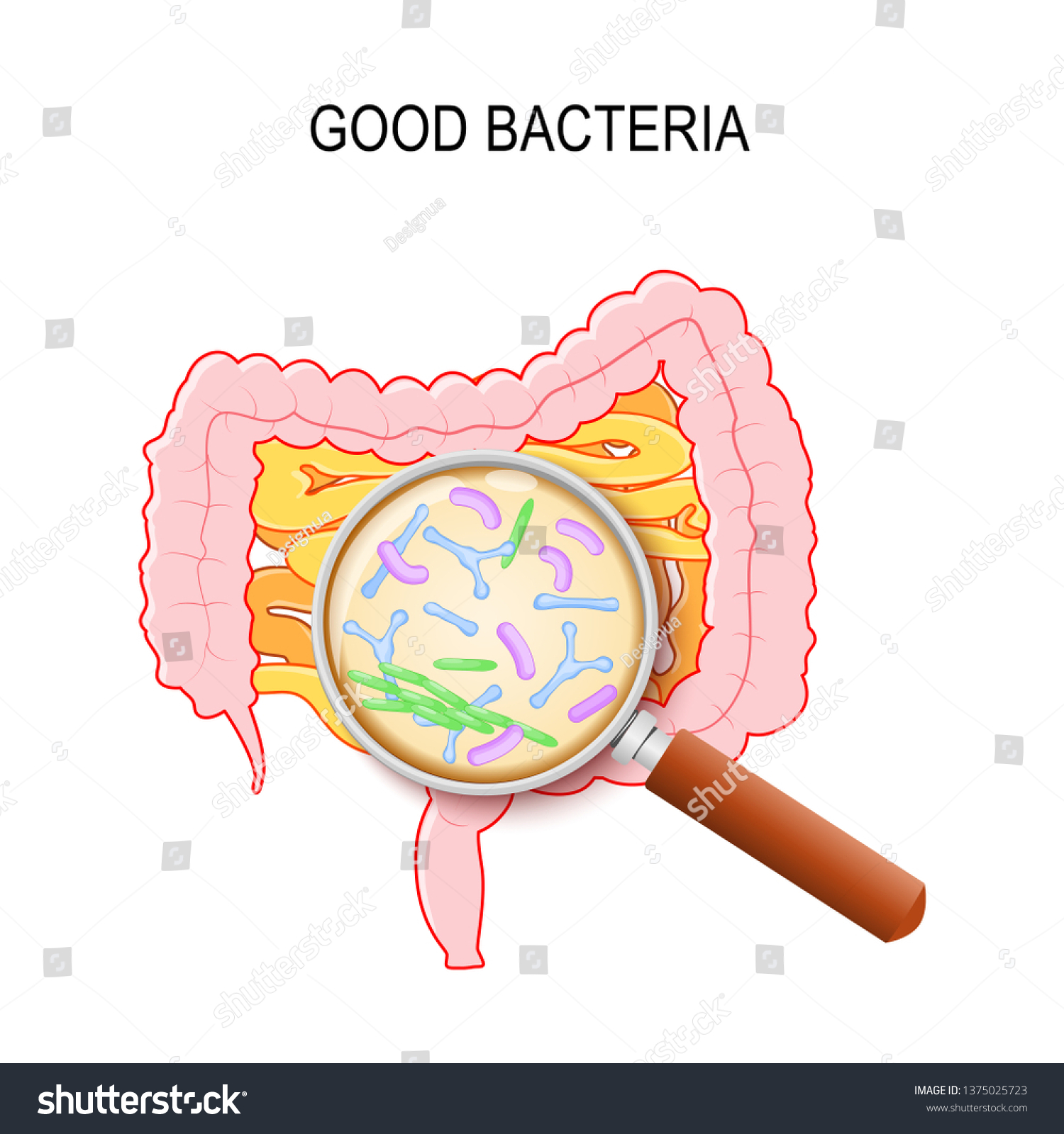 Gut Flora Human Small Intestine Colon Stock Vector (Royalty Free ...