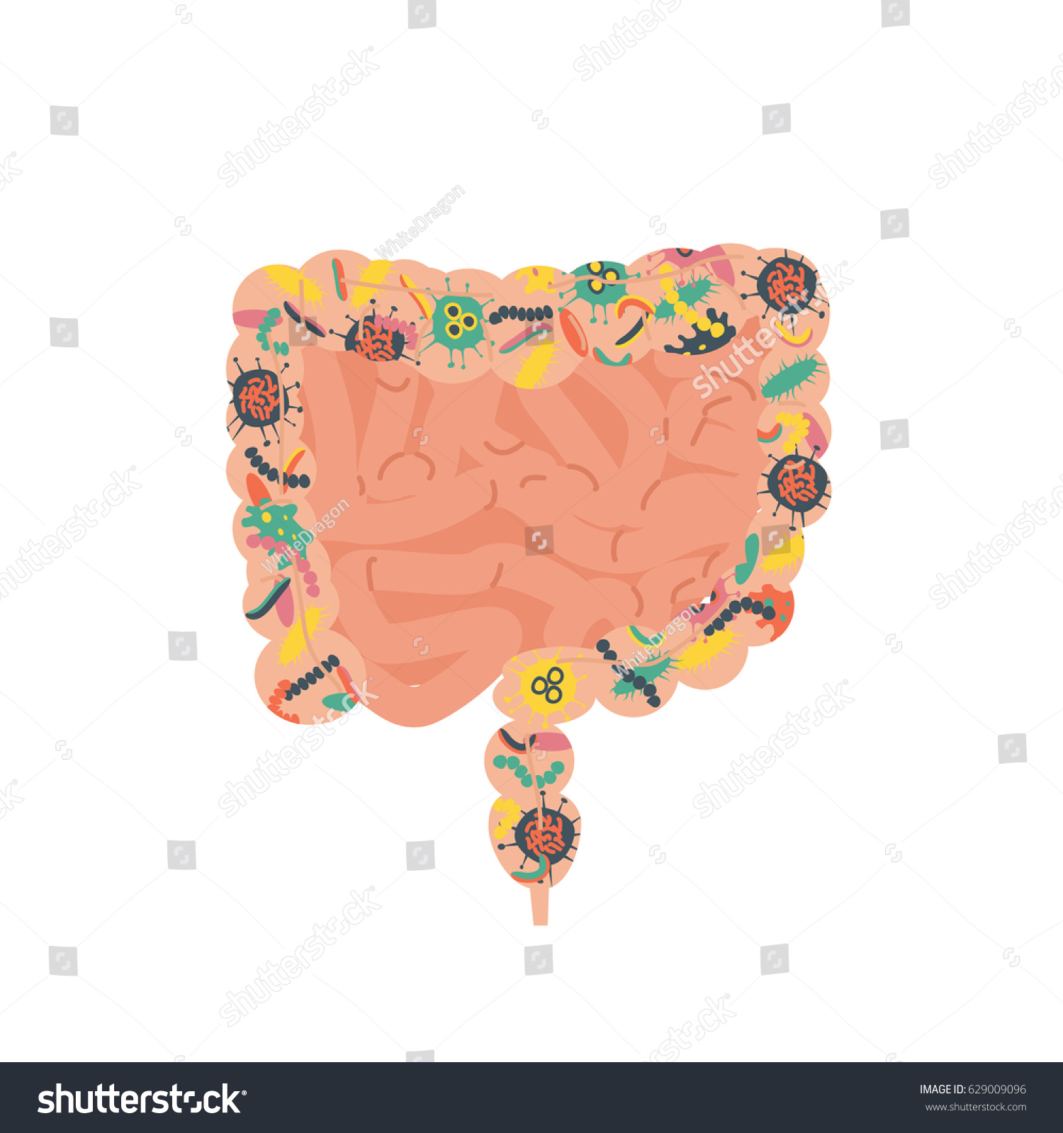 Gut Human Digestive System Stock Vector 库存矢量图（免版税）629009096 Shutterstock